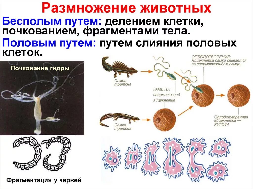 Размножение животных картинки Картинки ТИПЫ ОПЛОДОТВОРЕНИЯ В БИОЛОГИИ