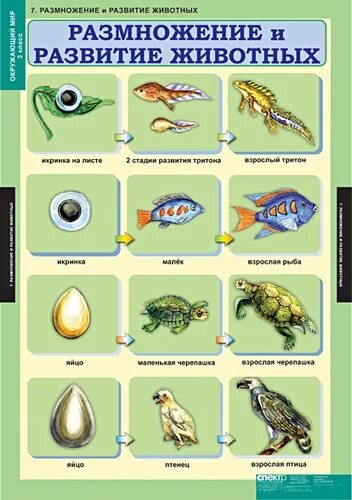 Размножение животных картинки Учебно-наглядные пособия