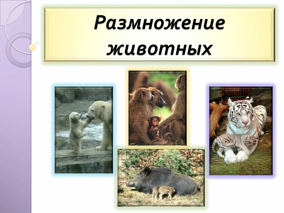 Размножение животных картинки Размножение животных. - ppt video online download