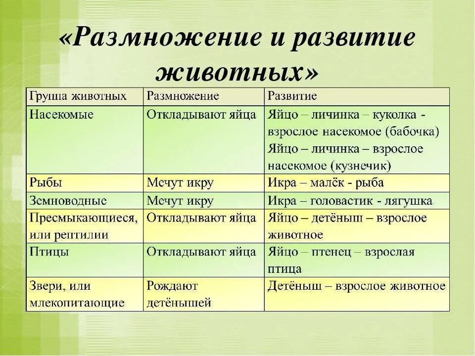 Размножение животных картинки Способы размножения животных и растений: найдено 76 изображений