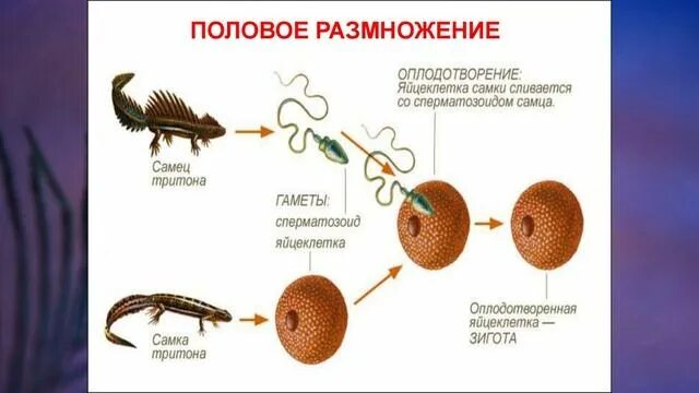 Размножение животных картинки 19 "Половое размножение животных", Биология 6 класс, Сивоглазов - смотреть видео