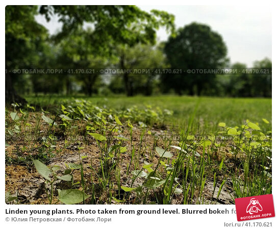 Размыть участок фото Linden young plants. Photo taken from ground level. Blurred bokeh for artistic e