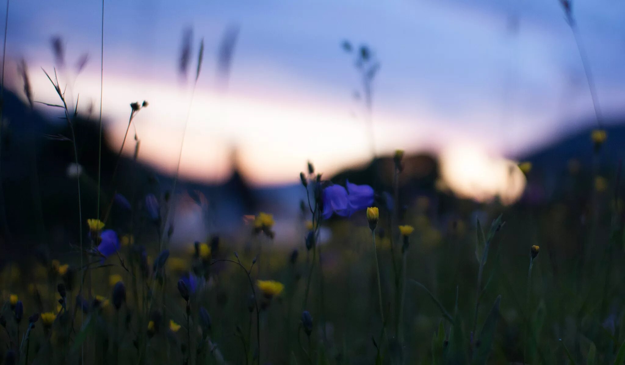 Размытые поля фото Wallpaper : 2048x1196 px, blue, blur, bokeh, field, flowers, glare, macro, natur