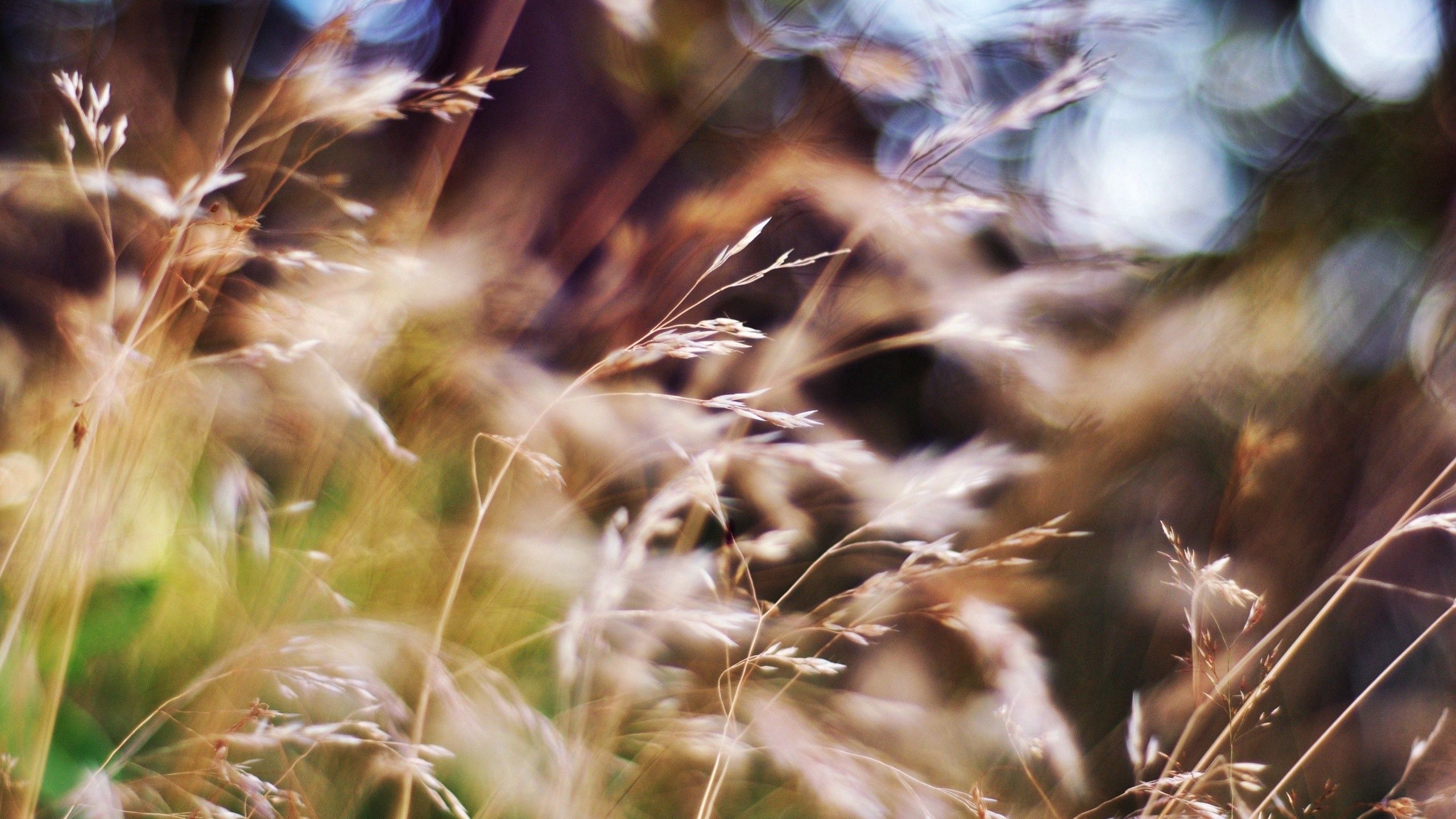 Размытые поля фото Download wallpaper 2560x1440 grass, blur, box, bright widescreen 16:9 hd backgro