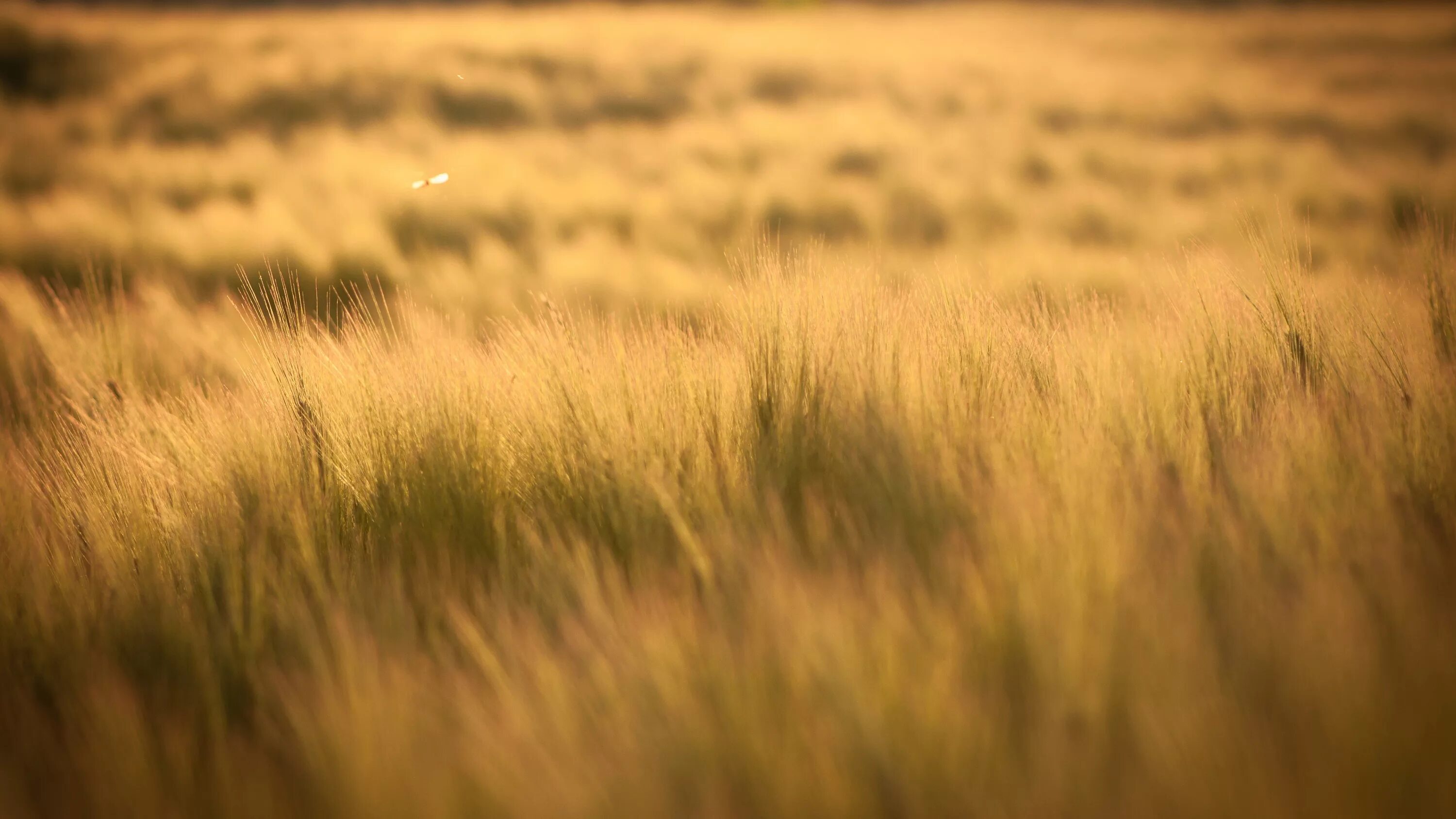 Размытые поля фото Wallpaper : 3840x2160 px, barley, field, filter, orange, photography, sun rays, 