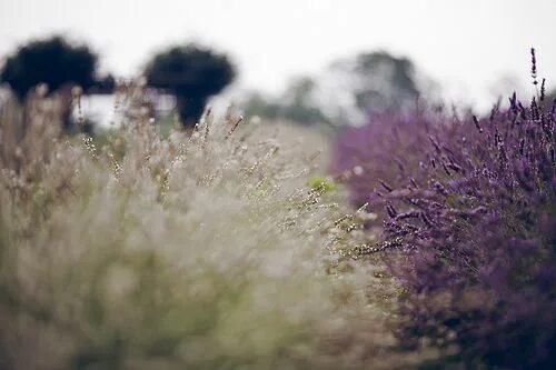 Размытые поля фото Lavender dreams Lavender flowers, Flowers, Lavender