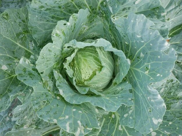 Разность капусты фото Page 4 88,000+ Organic Cabbage Pictures