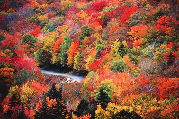 Разноцветная осень фото Lonely Planet on Twitter New england fall foliage, Autumn foliage photography, L