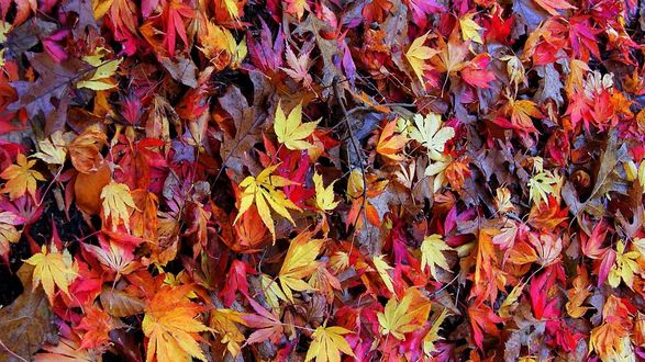 Bunte Bäume im Herbst bei Sonne und strahlend blauem Himmel Фотографія Stock Ado