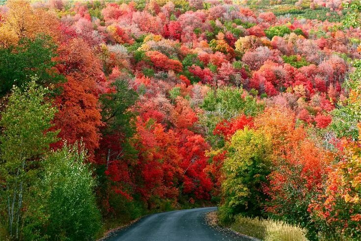 Разноцветная осень фото big cottonwood canyon, utah Autumn landscape, Beautiful scenery pictures, Autumn