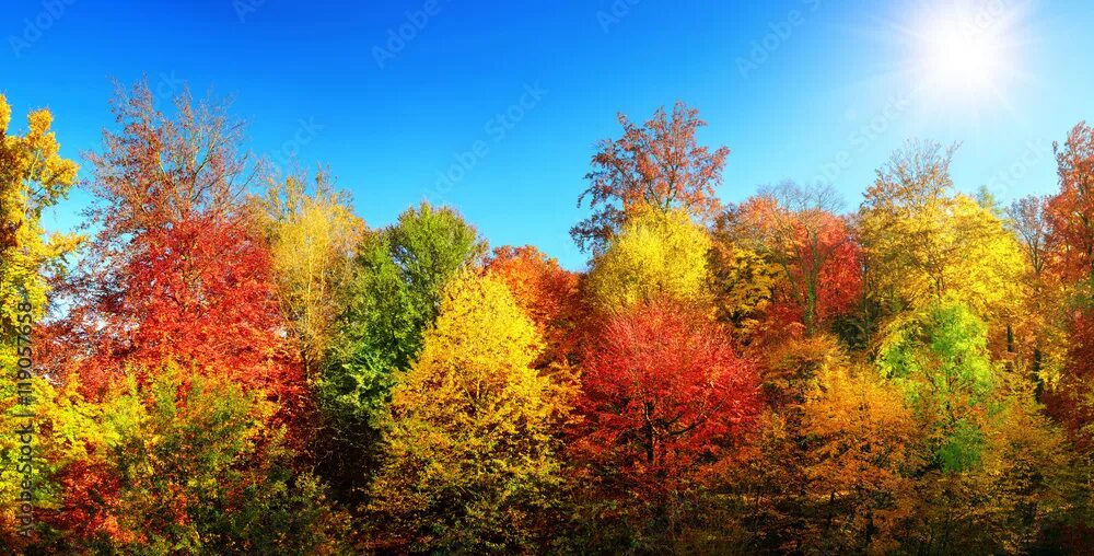 Разноцветная осень фото Bunte Bäume im Herbst bei Sonne und strahlend blauem Himmel Фотографія Stock Ado