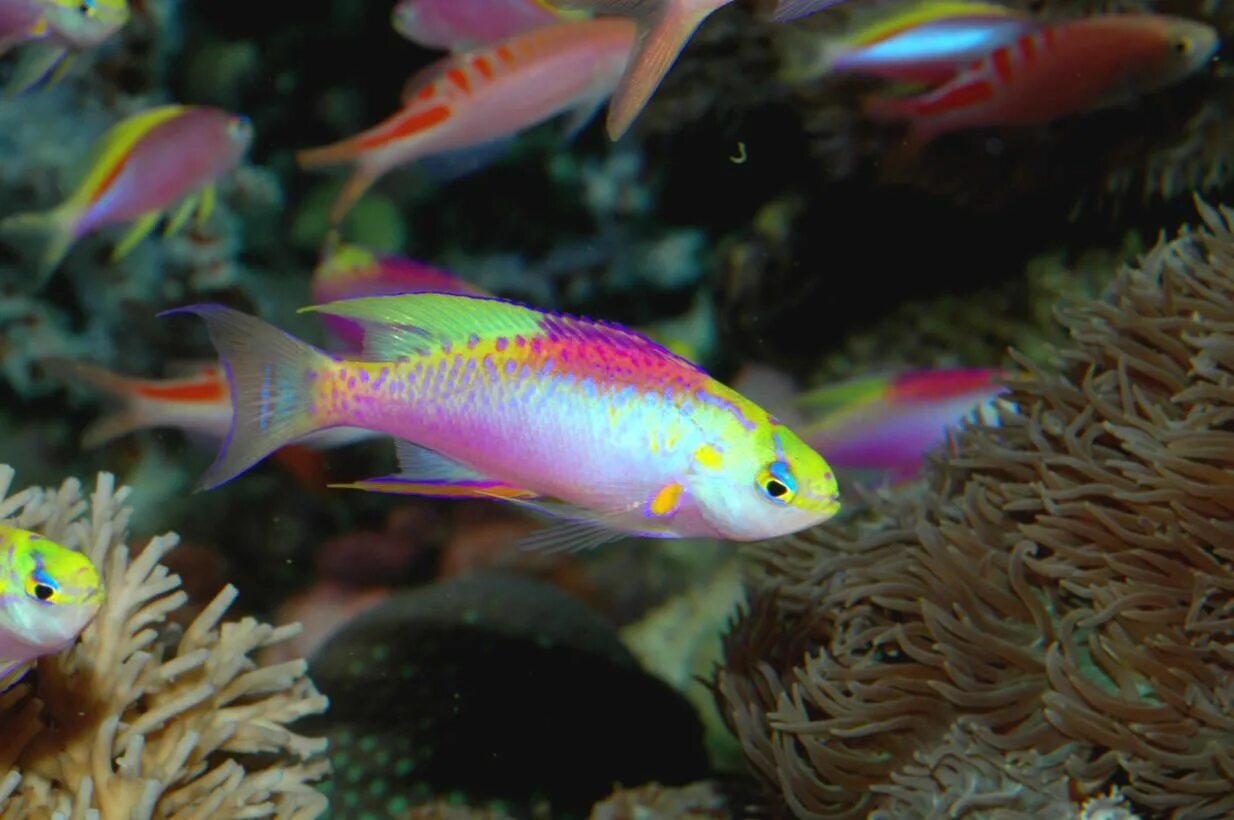 Разноцветная рыбка фото Longfin Anthia Tropical fish pictures, Tropical fish, Beautiful tropical fish