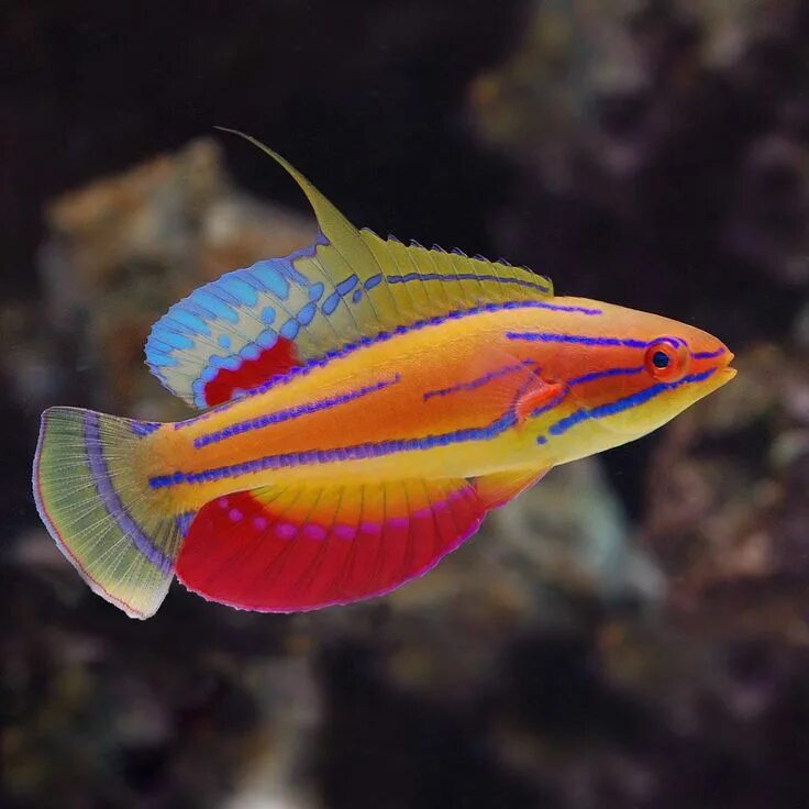 Разноцветная рыбка фото The Flashiest of Wrasses: The McCosker's Wrasse! Beautiful sea creatures, Beauti