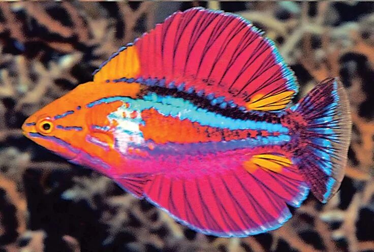 Разноцветная рыбка фото Flasher Wrasses - multiple species Beautiful sea creatures, Ocean creatures, Mar