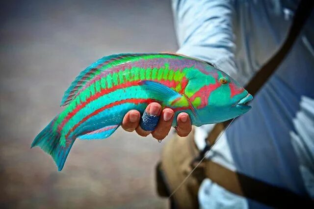 Разноцветная рыбка фото Rainbow Wrasse caught off Christmas Island - Imgur Fish, Rainbow fish, Wrasse