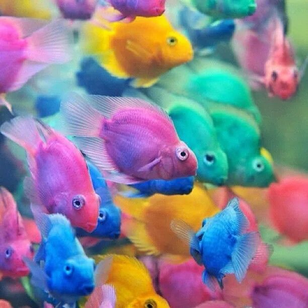 Разноцветная рыбка фото Instagram post by @gibosailuminante * Oct 18, 2012 at 3:29am UTC Colorful fish, 