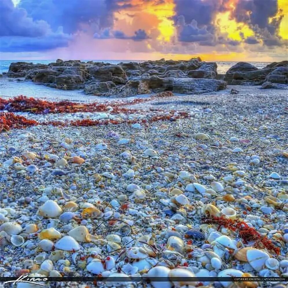 Разноцветное море фото Seashells at Coral Cove Park Jupiter Island Florida photography, Sea shells, Isl