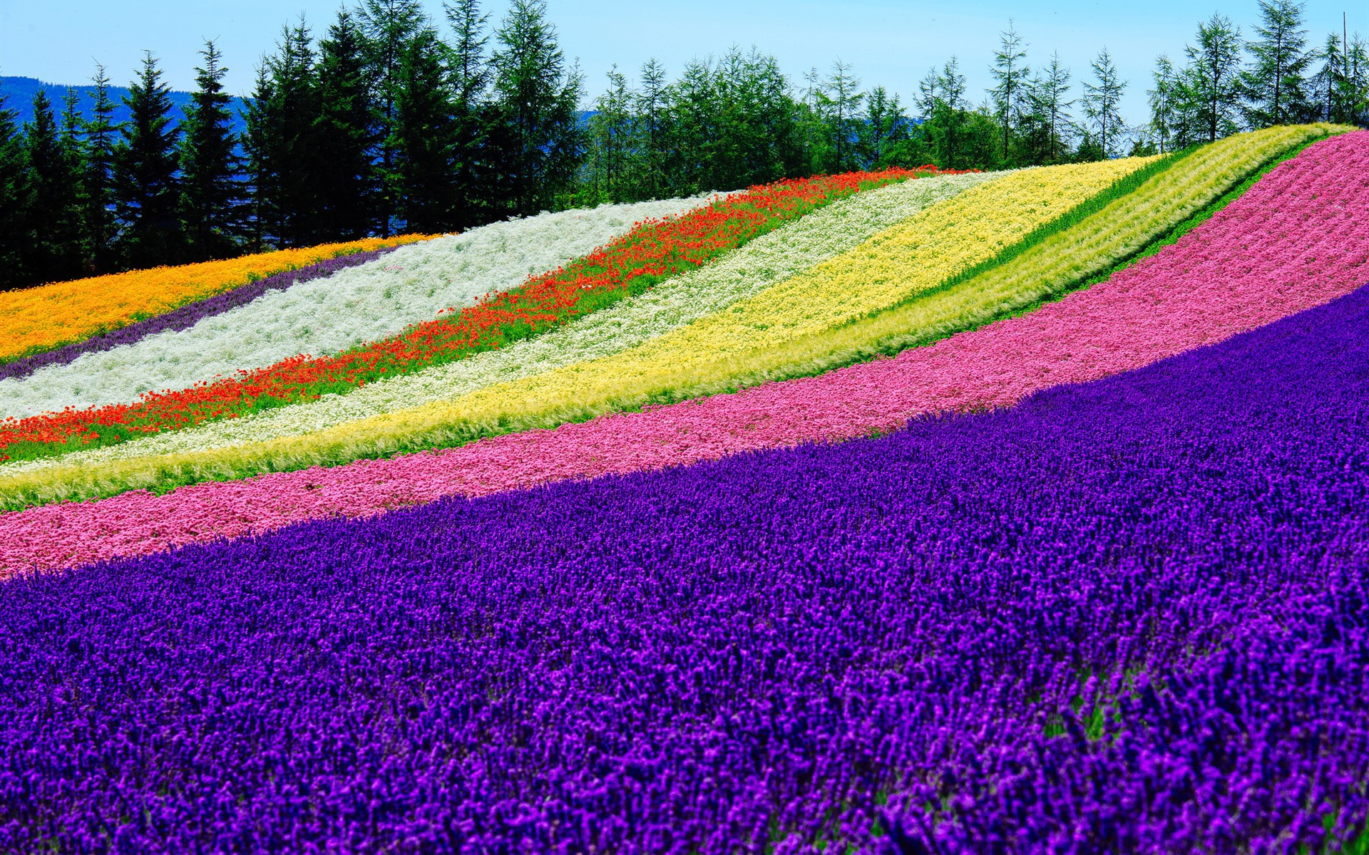 Разноцветное поле фото stripes garden wallpaper colorful field landscapes wallpapers from bradeya - ima