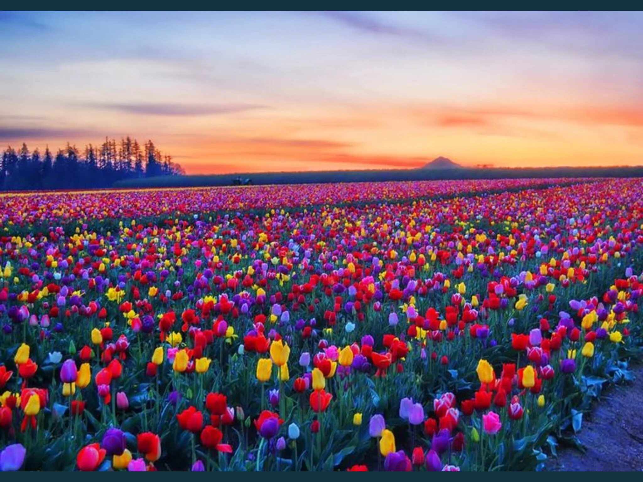 Разноцветное поле фото Wooden Shoe tulip farm sunset. Skagit valley tulip festival, Tulip fields, Tulip