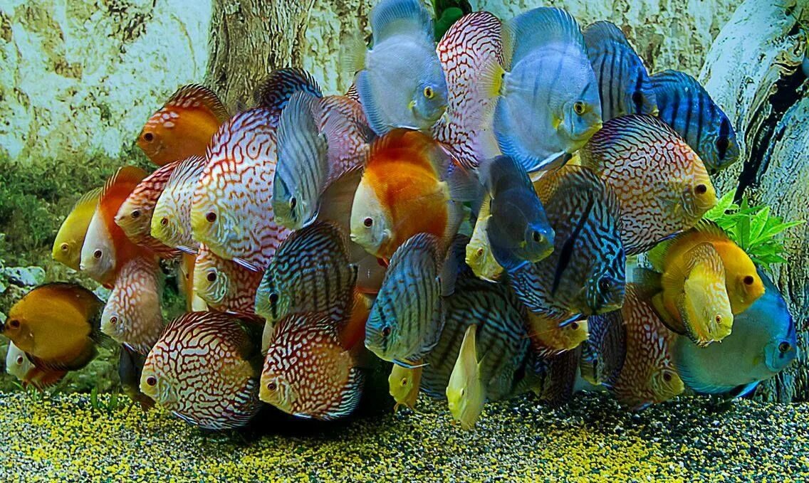 Разноцветные аквариумные рыбки фото Pin by LADA HRDLICKA on Animals Fish tank plants, Aquarium fish, Fresh water fis