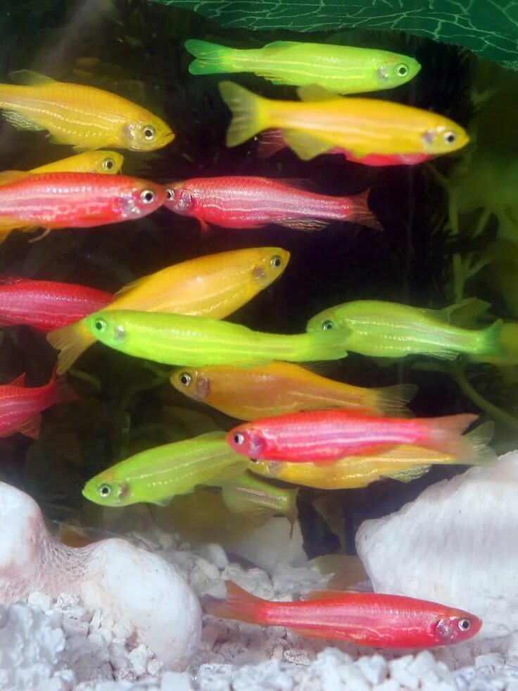 Разноцветные аквариумные рыбки фото GloFish - Wikipedia, the free encyclopedia Glofish, Genetics, Genetically modifi