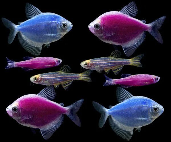 Разноцветные аквариумные рыбки фото GloFish ® Moonlight Collection - GloFish ® Glofish, Betta fish, Fish