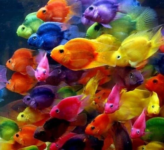 Разноцветные аквариумные рыбки фото School of fish, in school. hehe Colorful fish, Rainbow fish, Parrot fish