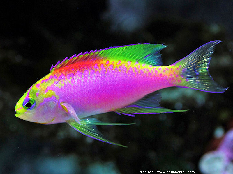 Разноцветные аквариумные рыбки фото colourful fish aquarium pseudoanthias Poisson image, Poisson exotique, Élevage d