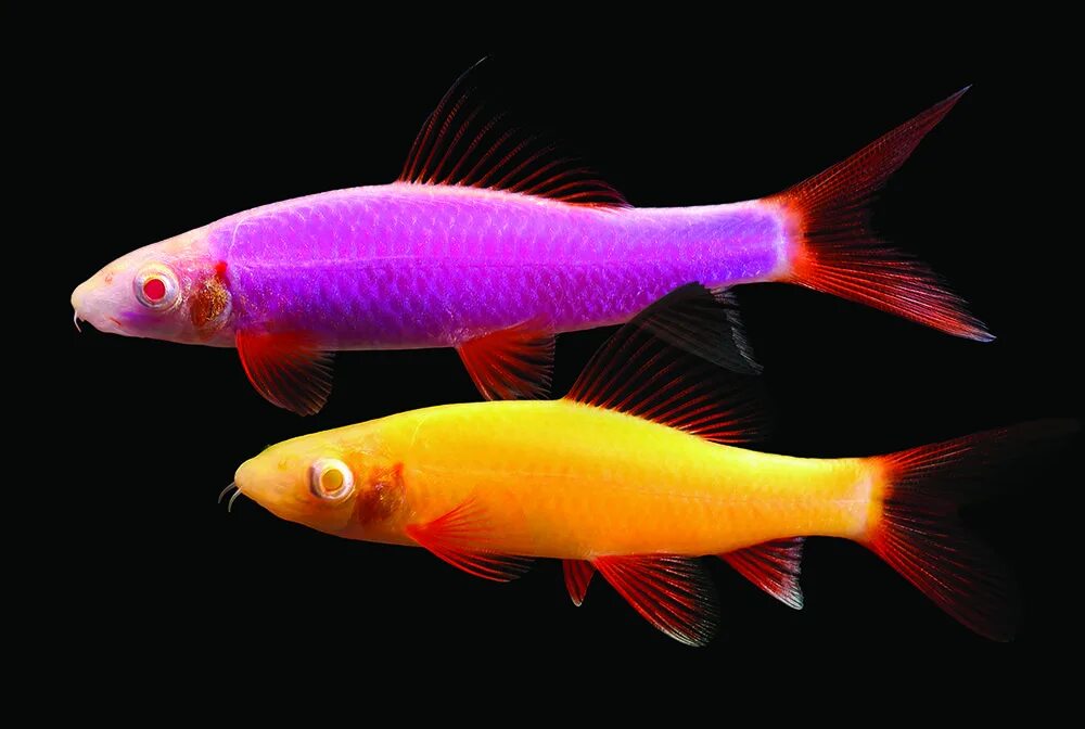 Разноцветные аквариумные рыбки фото Spectrum Brands Pet LLC has introduced GloFish ® Sharks to their GloFish ® Famil