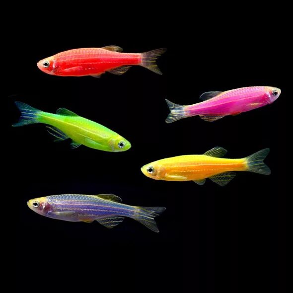 Разноцветные аквариумные рыбки фото Данио рерио (GloFish) ассорти светящиеся Интернет-магазин АкваПитер