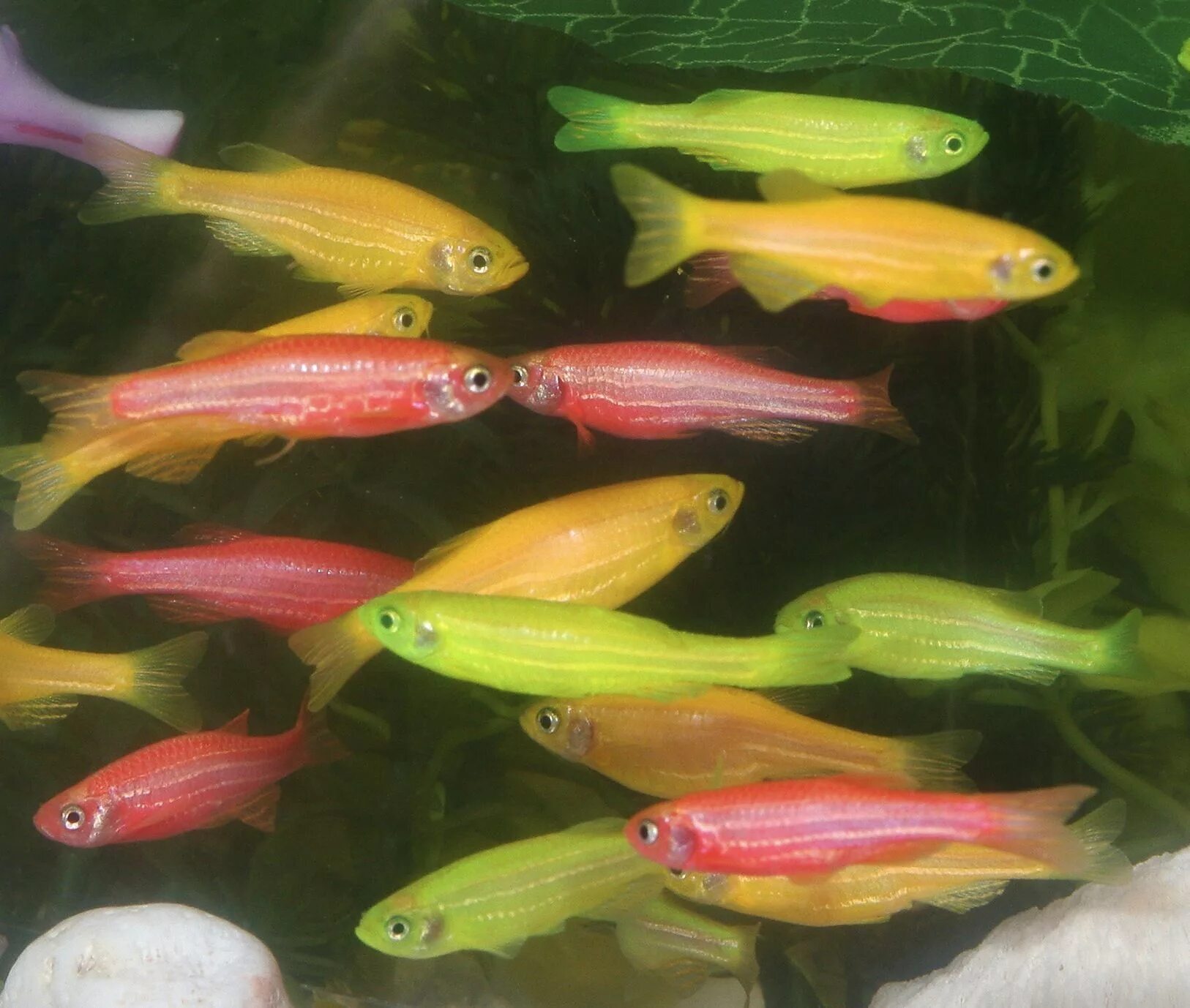 Разноцветные аквариумные рыбки фото и названия GloFish Exotic fish, Glofish, Fish pet