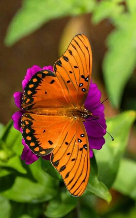 Разноцветные бабочки фото Butterfly Beautiful butterflies, Butterfly pictures, Beautiful bugs