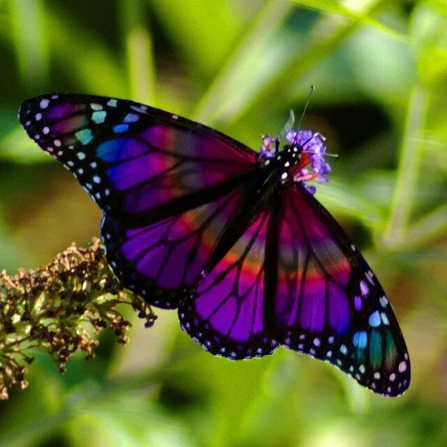 Разноцветные бабочки фото Rainbow Butterfly 1 Beautiful butterflies, Rainbow butterfly, Butterfly symbolis