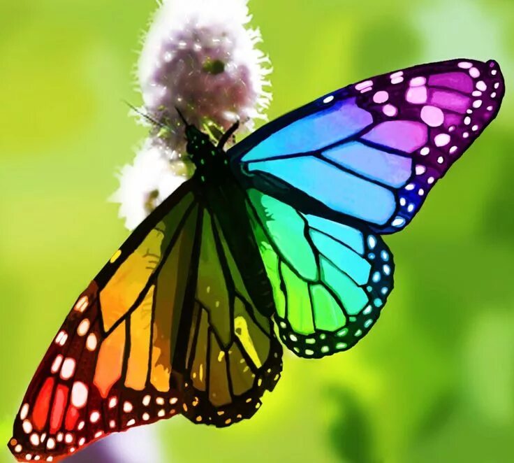 Разноцветные бабочки фото rainbow butterfly on Tumblr Fotografi alam, Kupu-kupu, Hewan