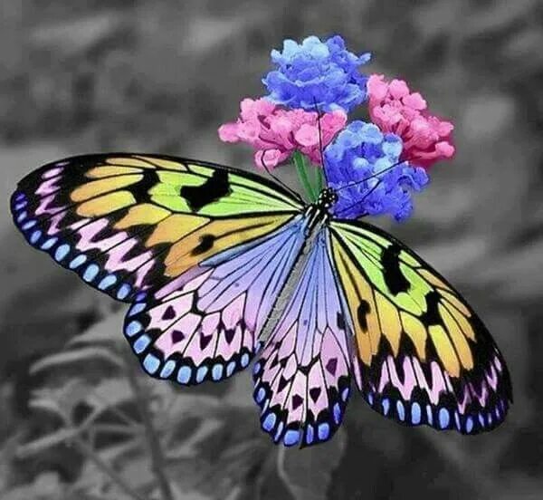 Разноцветные бабочки фото Pastel Butterfly Beautiful butterflies, Butterfly pictures, Moth