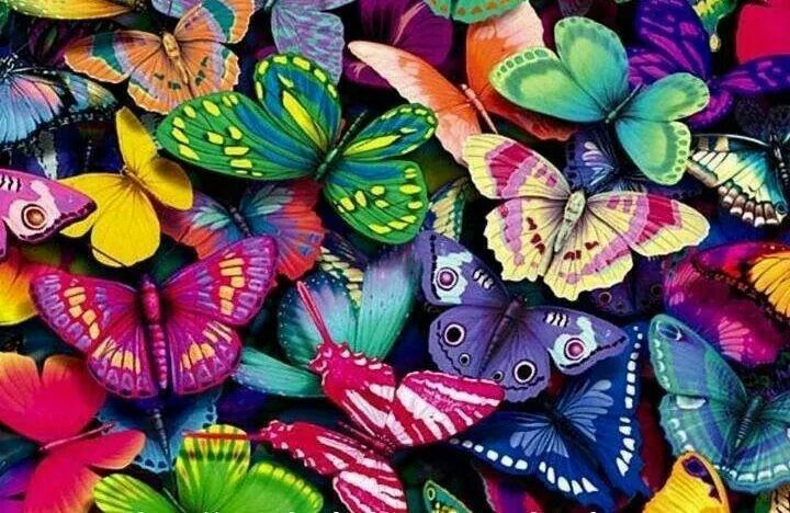 Разноцветные бабочки фото Beauties Butterfly background, Beautiful butterflies, Butterfly wallpaper