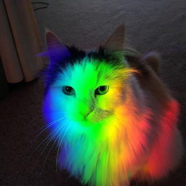 Разноцветные кошки фото Top 10 rainbow cat ideas and inspiration