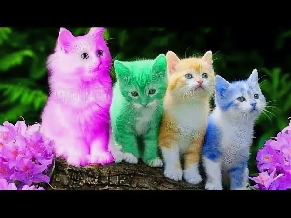 Разноцветные кошки фото Cute Kitten Cat Colorful Learning Color Video For Kids - Funny Educational Video