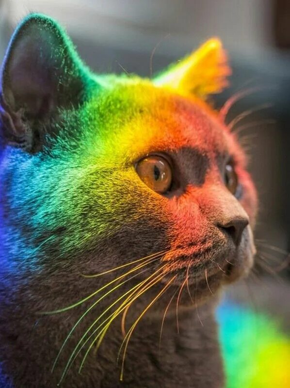 Разноцветные котики фото Пин на доске Rainbow cat Портреты домашних животных, Котята, Детеныши животных