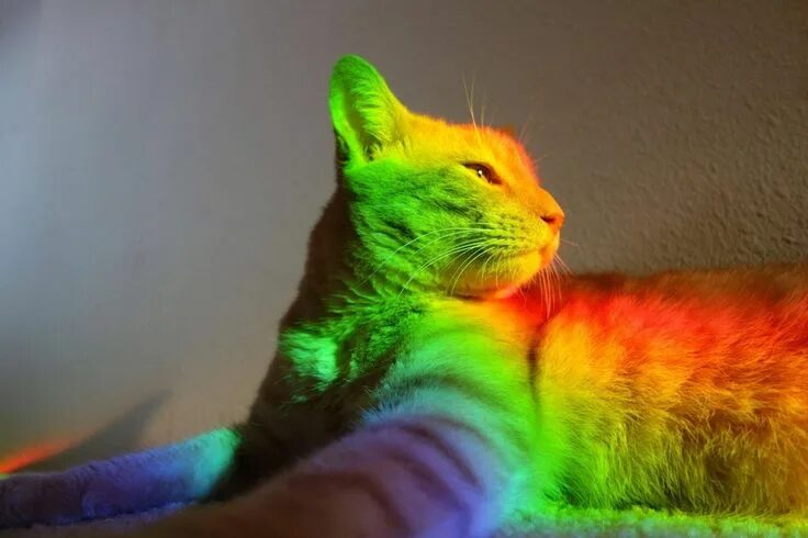 Разноцветные котики фото These 10+ Cats Catch Rainbows Through Sunbeams... Cats illustration, Cats, Rainb