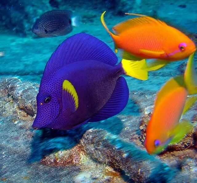 Разноцветные морские рыбки фото Пёстрые рыбки Красного моря Saltwater aquarium fish, Cool sea creatures, Beautif