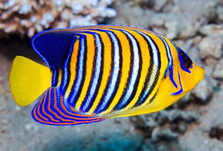 Разноцветные морские рыбки фото New rare subspecies designation for the beloved Regal Angelfish Reef Builders Th