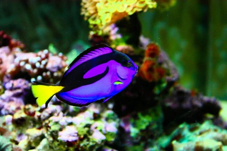 Разноцветные морские рыбки фото Blue Tang Tropical fish pictures, Exotic fish, Fish wallpaper