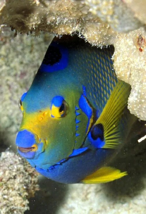 Разноцветные морские рыбки фото Pictures of fish: Marine angelfish Saltwater aquarium fish, Sea fish, Sea animal