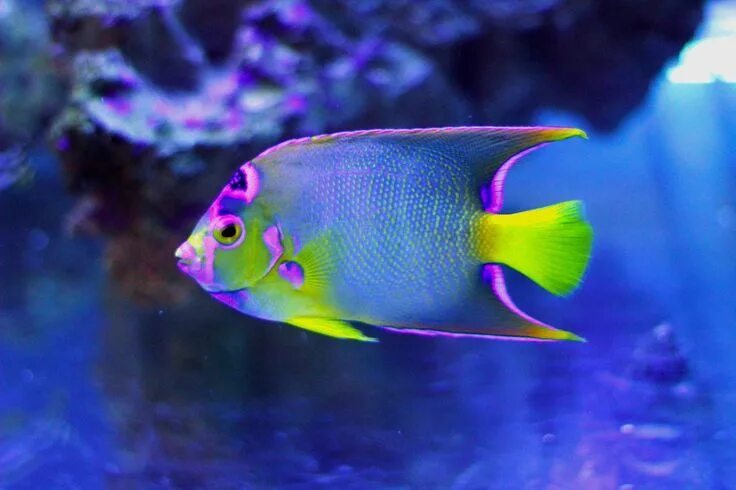 Разноцветные морские рыбки фото Angel fish Beautiful sea creatures, Tropical fish, Colorful fish