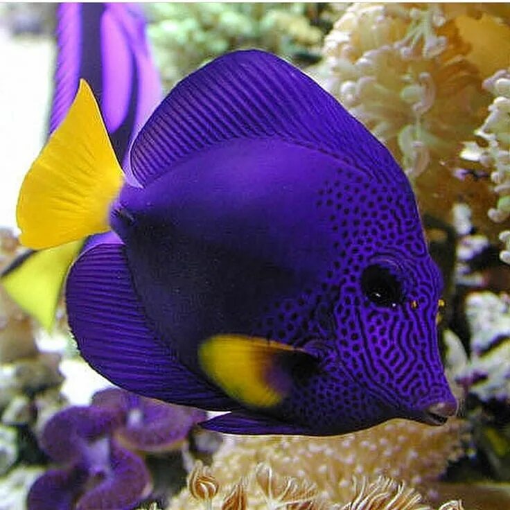 Разноцветные морские рыбки фото Reef Tank Saltwater fish tanks, Reef tank, Animals live in water