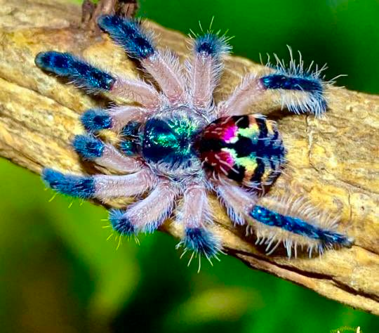 Разноцветные пауки фото One Good Man on Twitter Spider species, Scary animals, Weird animals