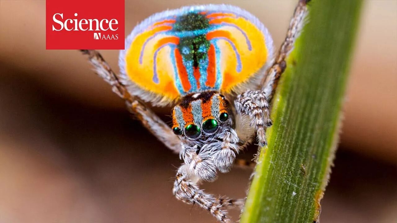 Разноцветные пауки фото Jumping spiders can see extra colors! - YouTube