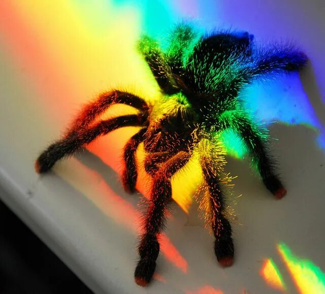 Разноцветные пауки фото aww it doesn't look so creepy now :) Pet spider, Pet tarantula, Beautiful bugs