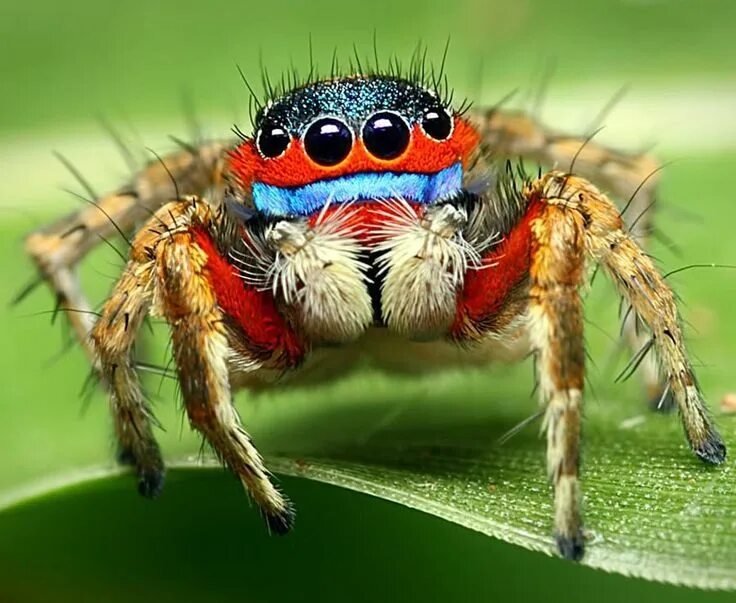 Разноцветные пауки фото Peacock spider. (Maratus volans) + Jumping spider, Giant huntsman spider, Spider